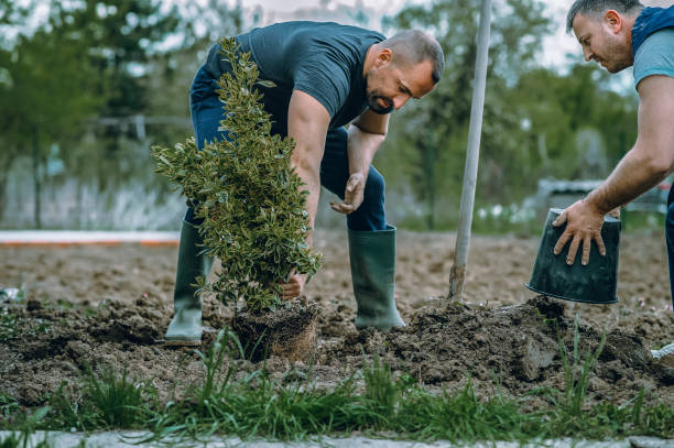 Best Lawn Grading and Leveling  in Saratoga Springs, NY