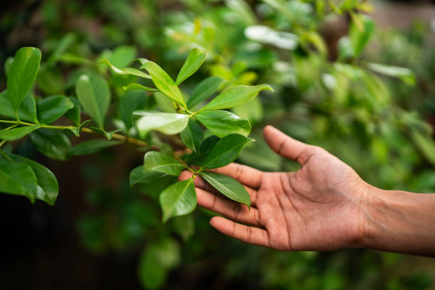 Best Tree Mulching  in Saratoga Springs, NY