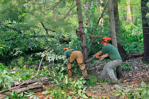 Mulching Services in Saratoga Springs, NY